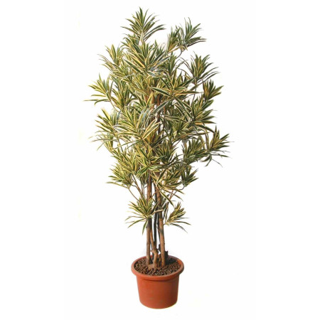 dracaena-boschetto-variegata-pianta-artificiale-h9307