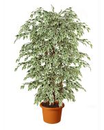 ficus-starlight-boschetto-artificiale-h9302