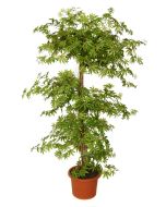 maple-multistep-pianta-artificiale-h9306