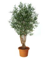ulivo-malabar-pianta-artificiale-h9304