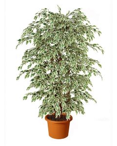 ficus-starlight-boschetto-artificiale-h9302