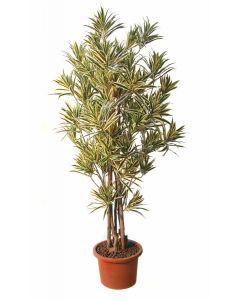 dracaena-boschetto-variegata-pianta-artificiale-h9307