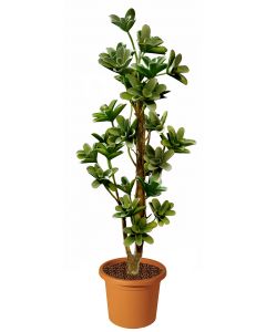 macranta-multistep-pianta-artificiale-h9305