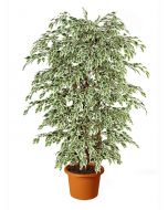 ficus-starlight-boschetto-artificiale-h9302