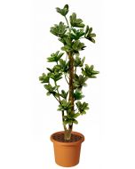 macranta-multistep-pianta-artificiale-h9305
